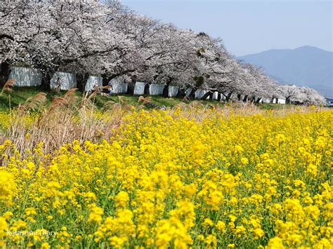 佐奈川堤の桜並木「とよかわ桜まつり」黄色い菜の花とのコントラストが美しい春の絶景 2025年見頃時期と開花状況･アクセスと駐車場 愛知県豊川市