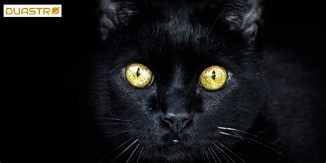 Black Cats - Superstitions & Symbolism