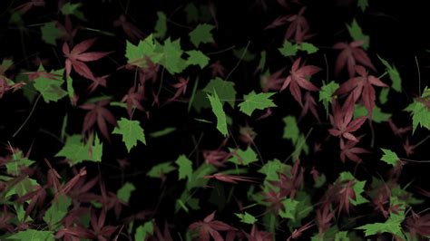 Falling Maple Leaves Autumn Background Animation 1807231 Stock Video at Vecteezy