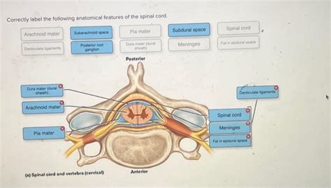 Solved Correctly Label The Following Anatomical Features Of Chegg