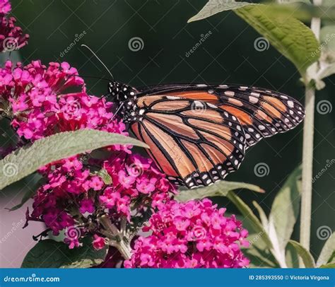 An Endangered Monarch Butterfly Danaus Plexippus Feeding On Pink Miss