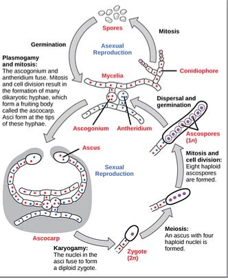 Ascomycetes: General Characteristics, Reproduction, Importance, Examples