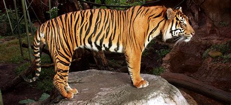 Sumatran Tiger - Louisville Zoo