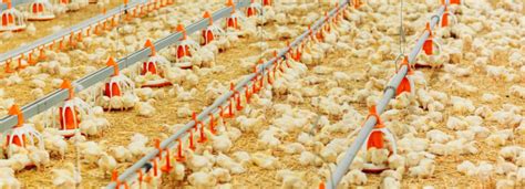 Poultry production is forecasted to increase in the EU for 2021