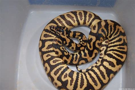 Irian Jaiya Carpet Python X Ball Python Hybrid Black And Tan Reptile