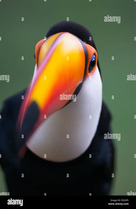 Toco Toucan close-up Stock Photo - Alamy