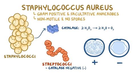 Staphylococcus Aureus Life Cycle