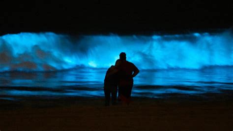 Bioluminescence at the Beach – FYFD