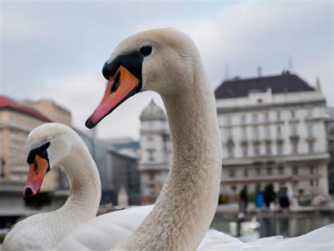 Regele Cioabã mesaj rãzboinic pentru austrieci Vor fi numai pene de