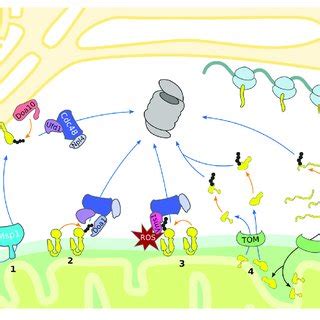 UPS Dependent Turnover Of Mitochondrial Proteins The Cytosolic UPS