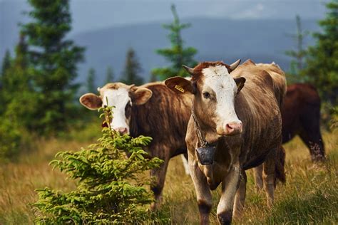 Dodatne Informacije Za Prijavu Za Premiju Osiguranja Agro Tv