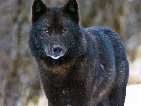 Controversial wolf season extended for Prince of Wales Island - Alaska ...