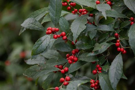 Winterberry Bush