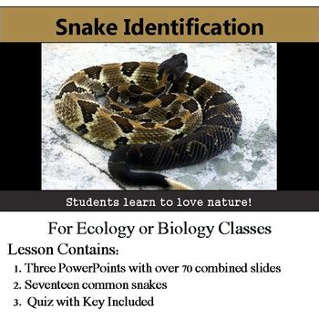 snake identification  common snakes  assessment    brull