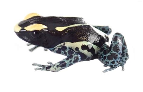 Dendrobates Tinctorius Powder Grey Dyeing Poison Arrow Frog