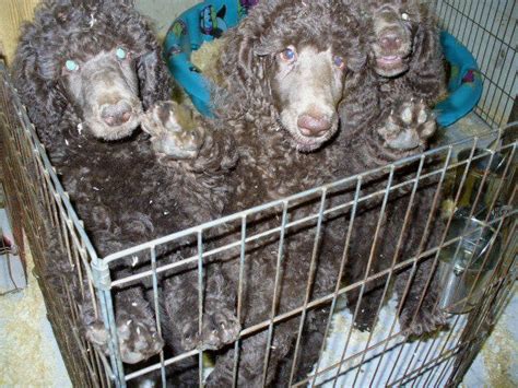 Brown Standard Poodle Puppies Ontario Canada