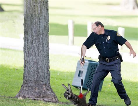 Psbattle Law Enforcement Officer Duels Elusive Masked Bandit R Photoshopbattles