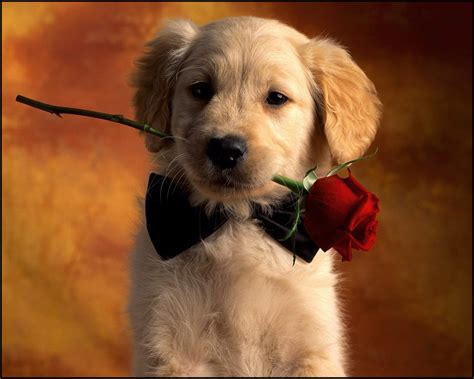 cutest puppy wallpapers wallpaper cave