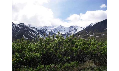 Tundra study uncovers impact of climate warming in the Arctic