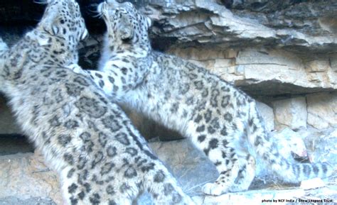 Wild Snow Leopard Prey Recovers Thanks to Reserve – National Geographic ...