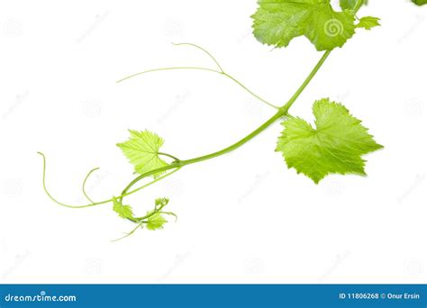 Hoja Verde Fresca De La Uva En Blanco Aislado Foto De Archivo Imagen