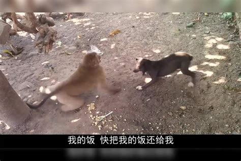 狗狗和猴子打架，猴子尽出下三滥手段，太过分了猴子手段狗狗