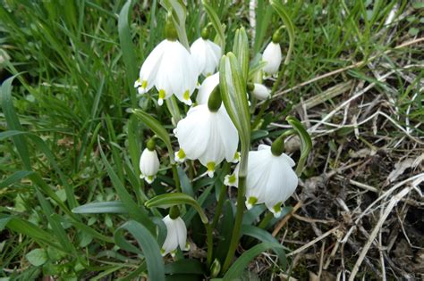 Fleurs Perce Neige Bloom Photo Gratuite Sur Pixabay Pixabay