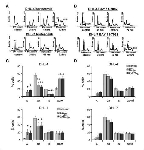 Bortezomib Treatment Results In Different Cell Cycle Effects In Dhl 4