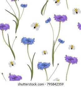 Seamless Pattern Blue Cornflowers On White Stock Vector Royalty Free