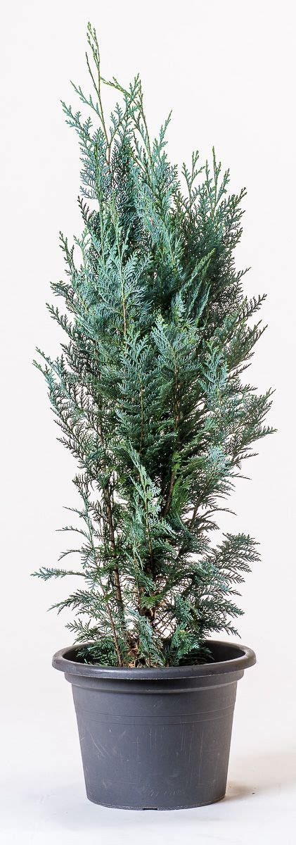 Blaue Scheinzypresse Columnaris Chamaecyparis Lawsoniana Columnaris