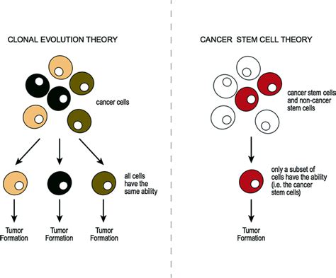 Introduction To Pathology Oncohema Key