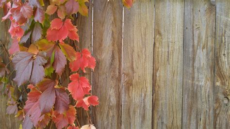 Free Images Tree Branch Leaf Fall Flower Red Autumn Botany