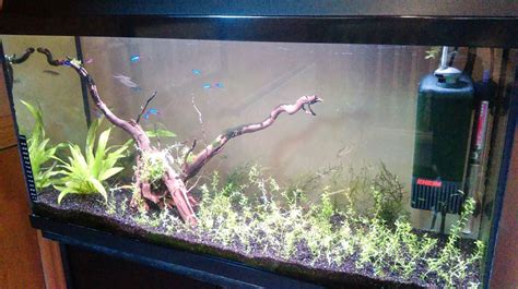 How To Put Driftwood In Aquarium - Aquarium Views