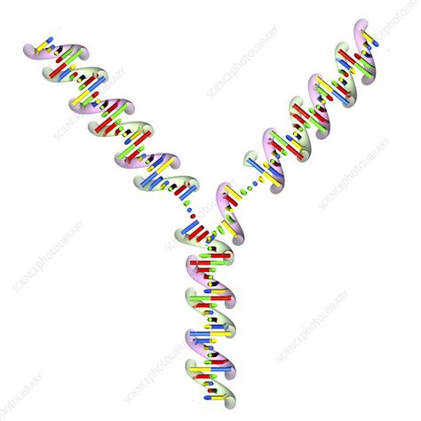 Dna Replication Illustration Stock Image C0267678 Science Photo Library