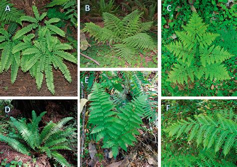 Evergreen And Deciduous Ferns Of The Coast Redwood Forest