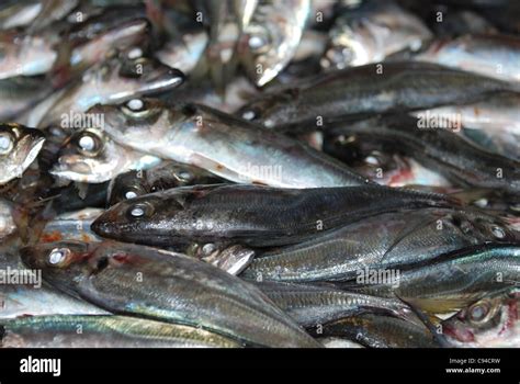 Sardines At Market Stall Hi Res Stock Photography And Images Alamy