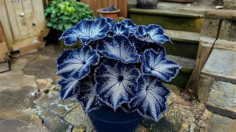 The Enchanting Begonia Moonlight Butterfly A Comprehensive Guide