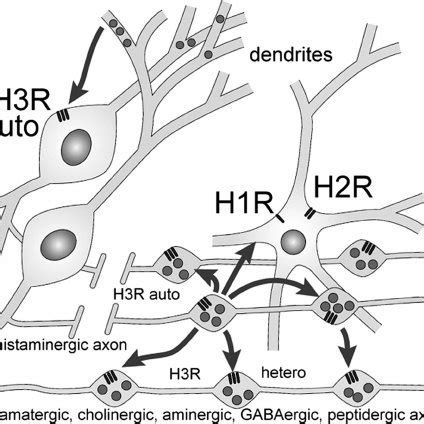 Histaminergic Neurons And Their Targets H 3 Receptors On Hista