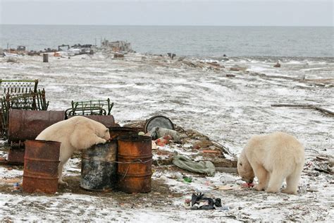 Polar bear diet - WWF Arctic