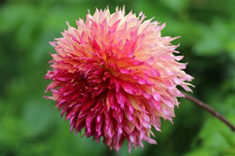 20 Types of Dahlia Flowers To Grow At Home (With Pictures) | House Grail