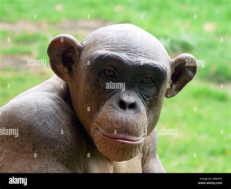 Hairless Chimpanzee Hi Res Stock Photography And Images Alamy