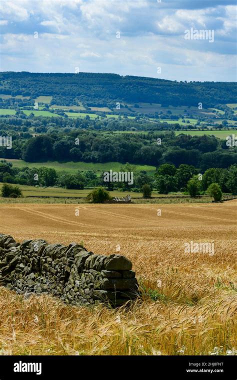 Scenic Farm Field Of Ripening Golden Awned Barley Arable Farmland Crop