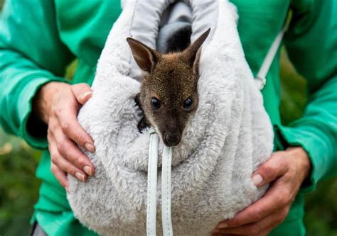 This baby Wallaby that got Hand Sheared. : r/oddlysatisfying