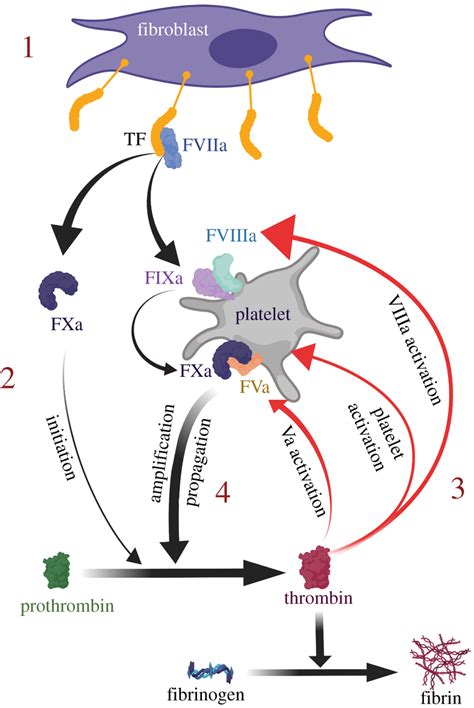 The Coagulation System Cell Based Model Activation Of Coagulation Is