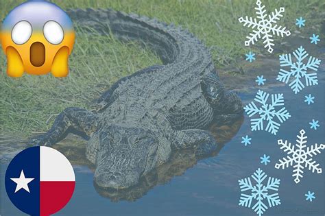 Amazing Alligator In TX Found Frozen, But Shockingly Still Alive