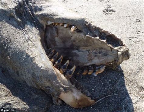 New Zealand Sea Monster Mysterious 30 Foot Rotting Carcass Found On