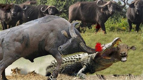 The Angry Buffalo King Is Real Buffalo Fights Crocodiles To Rescue His