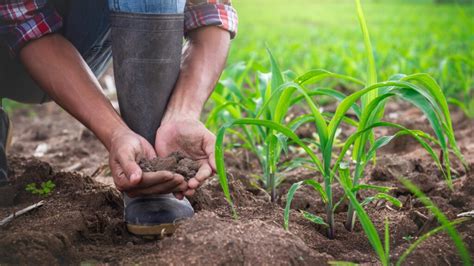 5 práticas de manejo sustentável para adotar em sua fazenda Terra de