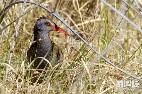 Austral Rail (Rallus antarcticus) skulking in a marsh in Patagonia, Stock Photo, Picture And ...