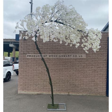 Canopy Arch Trees 320cm Slimline Canopy Arch Weeping Cherry